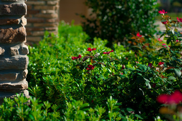 flowers in the garden