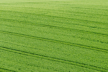 Green field meadow grass young crop green