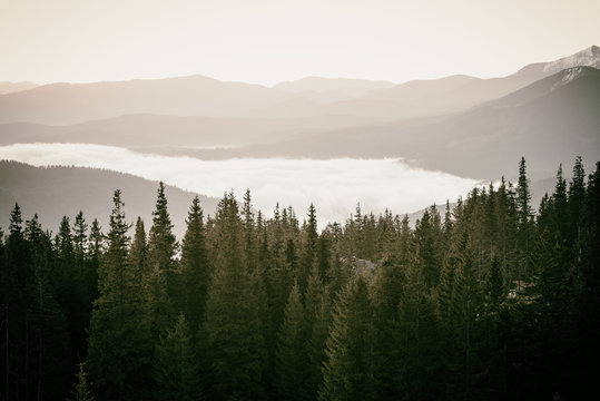 Foggy morning landscape with mountain range and fir forest in hipster vintage retro style