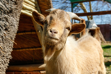 Dwarf Goat looking at you with his head turned
