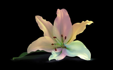 Multicolored Lily on Black - a rainbow colored white lily head isolated on a black background
