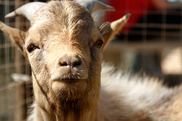 Fototapeta premium Dwarf Goat looking directly at you