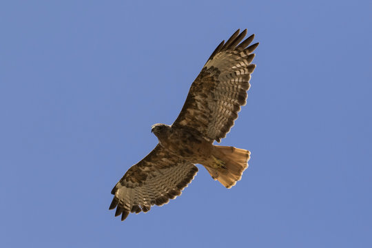 Bird pf prey hawk flying high above Los Angeles field