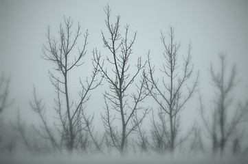 Aspens dormant during Winter