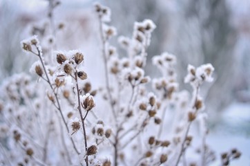 Frozen winter plants cocered with hoarfrost.  Selective focus