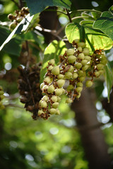 Früchte Blauglockenbaum  / Die grünen und unreifen Früchte eines Blauglockenbaums, Paulownia tomentosa.