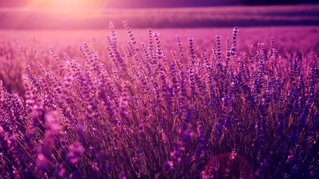 Lavender field in Provence, France. Blooming violet fragrant lavender flowers. 4K UHD video 3840x2160