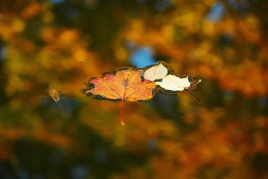 Four fallen autumn leaves on a water surface