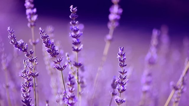 Lavender field in Provence, France. Blooming violet fragrant lavender flowers closeup. 4K UHD video 3840x2160