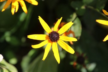 Bright flower in the Fall