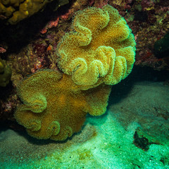 Fototapeta premium Coral reer