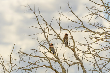 Cedar Waxwings in an old tree