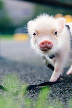 Piglet walking on road