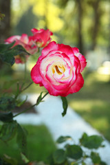 Beautiful blooming roses in the garden