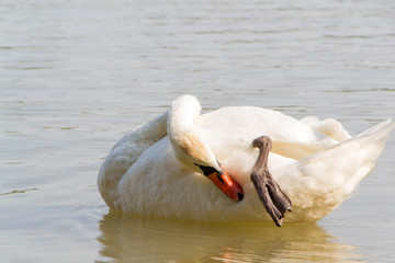 Swan, georgeus bird