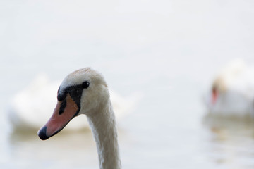 Obraz premium Swan, georgeus bird