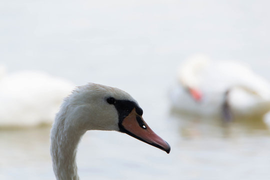 Swan, georgeus bird