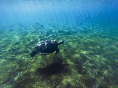 Green sea turtle in sea water. Tropical lagoon animal. Marine species in wild nature.