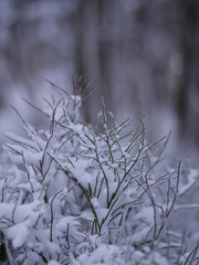 close-up of winter fir branch