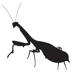 Vector image of a silhouette of a mantis