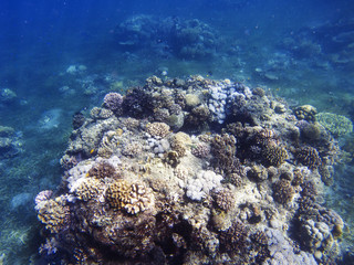 Tropical seashore underwater landscape. Coral reef in blue sea water.