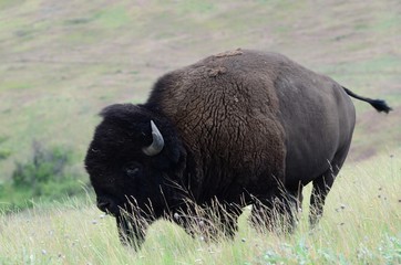 Bufalo nella prateria