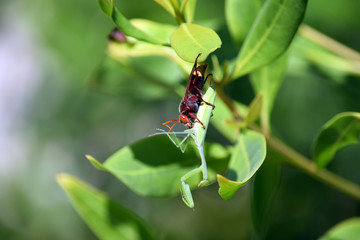 hornet killing grasshopper