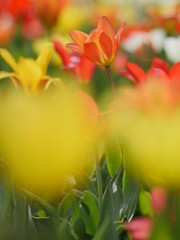 Macro of bright flowers