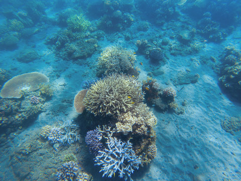 Fototapeta Tropical seashore underwater landscape. Coral reef in blue water panorama.