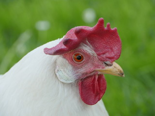 Close-up of white cock