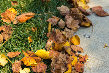Autumn Leaves