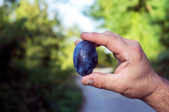 Man hand holding plums