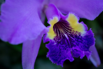 Flor morada