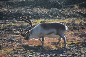 Spitzbergen Rentier