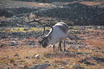 Spitzbergen Rentier