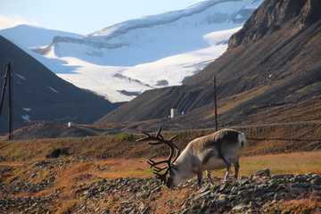 Spitzbergen Rentier vor Landschaft