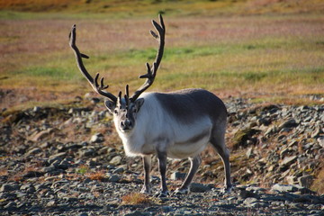 Spitzbergen Rentier mit Blick in die Kamera