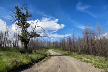 A crazy looking tree next to a dirt path leading  through a green grassy field of purple flowers and burned aspen trees