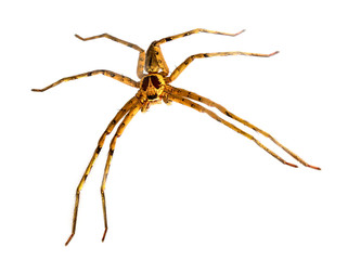 Tropical crab spider full body macrophoto. Hunting spider or thomisidae closeup.