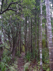 Obraz premium Trail through a stand of young kauri trees in Coromandel New Zealand