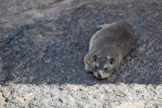 S&uuml;dafrika, Nordkap, Benede Oranje, Augrabies Falls National Park, Klippschliefer (Procavia capensis) auch Dassie genannt
