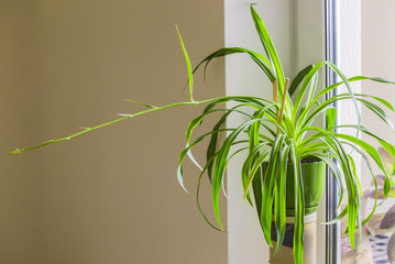 Chlorophytum, One Flower in a green pot on a shelf in the apartment. Light room. Design.