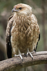 black kite
