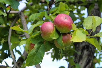 Apple trees