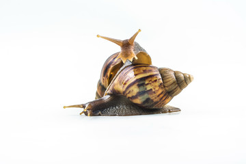 snails on white background  ,Can convey the love of young people or competition