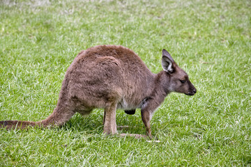 Naklejka na ściany i meble Kangaroo-Island kangaroo joey