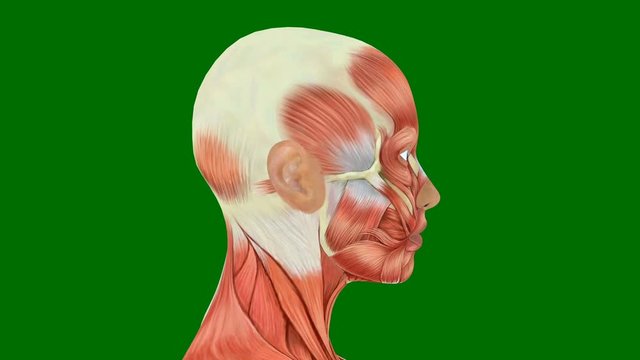 Female Head Muscles Isolated on Green Background, Human Muscular System on Green Screen, loop, 3D animation