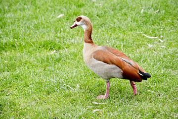Egyptian goose