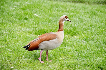 Egyptian goose