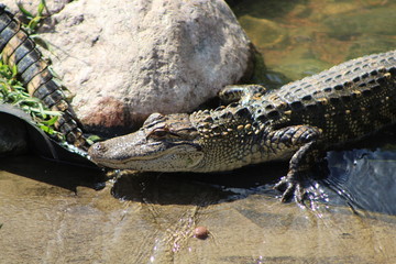 Alligator